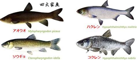 混養|青魚倶楽部：中国四大家魚ｽﾄｰﾘｰ